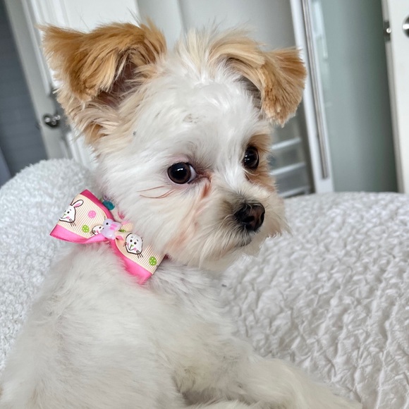 Meet your Posher, Jamila - Picture 1 of 1